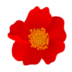 Beautiful Watercolor Flower Illustration