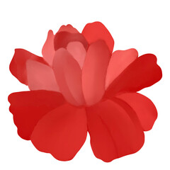 Beautiful Watercolor Flower Illustration