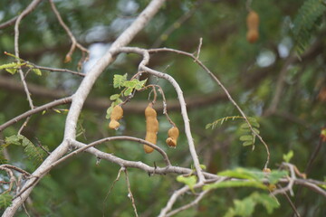 Tamarind (Also called Tamarindus indica, asam) fruit on the tree