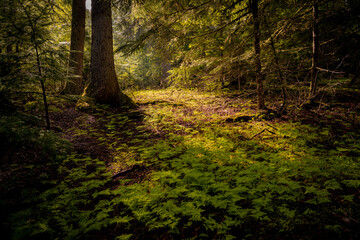Idyllic landscape of green forest with ferns and cedar trees illuminated by the morning sun along...