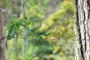 Chlorophonia cyanea
Blue-naped-chlorophonia