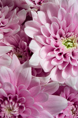 pink chrysanthemum flowers, pink gerbera flower, nature, plant, flower shop, blossom, spring