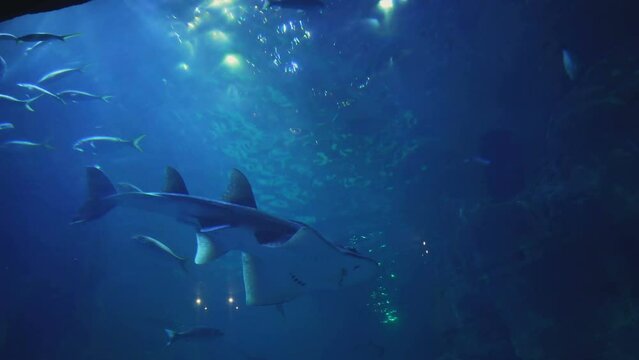Shark swimming in the giant aquarium
