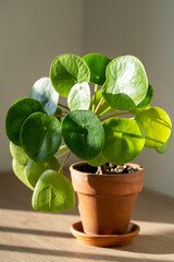 Closeup of Pilea peperomioides houseplant in terracotta pot on white table over gray wall at home. Sunlight. Chinese money plant. Indoor gardening, hobby concept