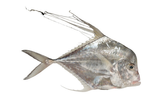 Threadfin jack - Alectis ciliaris