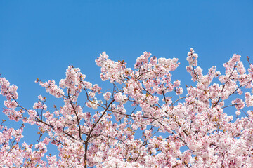 暖流桜	