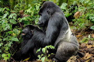 A large endangered Silverback Gorilla (Gorilla beringei beringei) mating, Rwanda.	