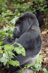 The endangered mountain gorillas (Gorilla beringei beringei) of Rwanda.