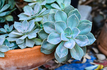 Blue succulent plants in garden