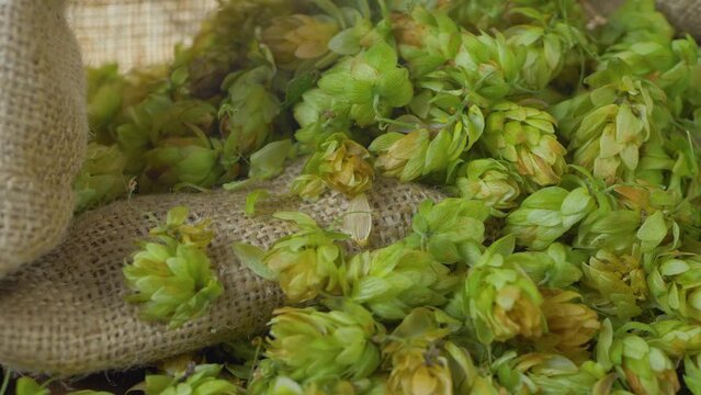Green mature hops in bindle bag after agricultural activity. Herbal pharmacy and health care concept. Hop selection and harvest. Quality of hops at harvest time