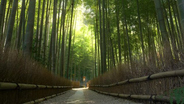 Path in famous bamboo forest in Kyoto, Japan, gimbal shot of a bamboo grove, tourism in Japan, tranquil bamboo forest landscape