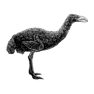 Terror Bird hand drawing vector illustration isolated on background.