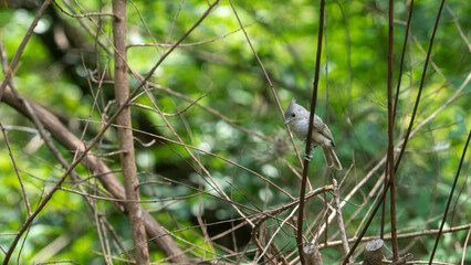 Titmouse perched in tree
