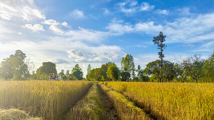 Golden yellow rice field, combine harvester working, rural white cloudy sky background - Powered by Adobe