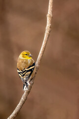 American Goldfinch in its winter plumage