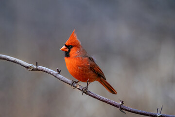 male Northern Cardinal, Cardinalis cardinalis, perched on a branch in autumn.