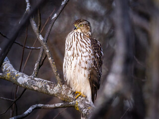 Northern Goshawk on the lookout for well-hidden prey in the forest
