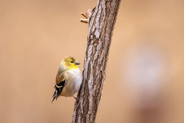 American Goldfinch in its winter plumage