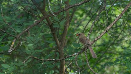 Red Bird, Female Cardinal in Tree
