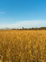 field of reed