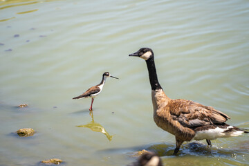 Black-necked Stilt (Himantopus mexicanus) standing in shallow water.