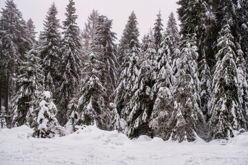 Spruce Tree Forest Covered by Snow in Winter. Picturesque view of snow-capped spruces on a frosty day. Germany.