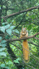 Squirrel in tree eating nut