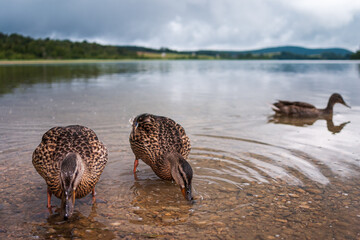 Female Mallard duck drinking in a lake