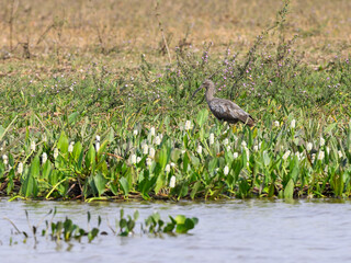 Plumbeous Ibis standing green vegetation in Pantanal, Brazil