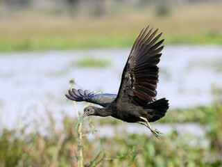 Green Ibis taking off from the pond