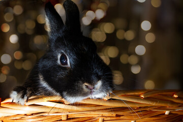 Black New Year's rabbit. Symbol of the year 2023. bokeh background, copy space. High quality photo
