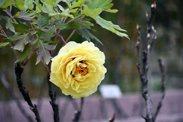 牡丹「ゴールデンアイルズ」 © maaagram