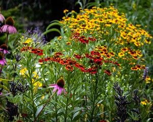 summer meadow with helenium coneflower