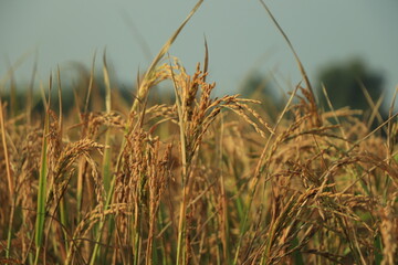 Rice spike in rice field