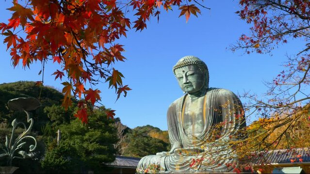 Great Buddha in Kamakura, Japan in autumn with red maple leaves. Religion in Japan. Buddha statue. Japanese buddhism