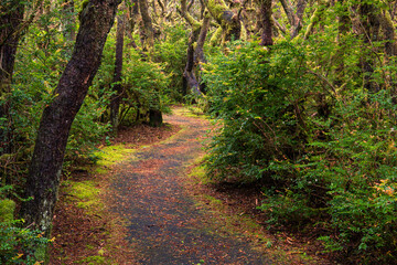 Obraz premium Path curving through a forest with moss-covered trees