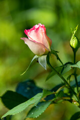 Pink rose isolated against a green out of focus background
