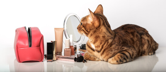 Adorable bengal cat with make-up cosmetics and a mirror