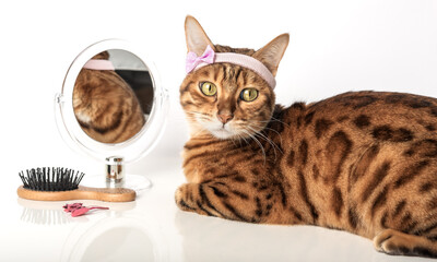 Beautiful bengal cat with hair or fur care items isolated
