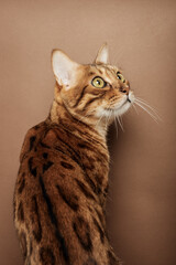 Bengal cat on a brown background. View from the back.
