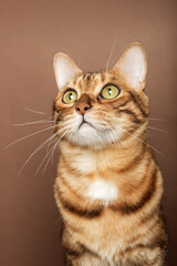 Funny muzzle of a Bengal cat on a brown background.