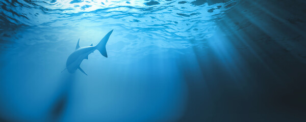 ultra Hd photo shark underwater view from under back. shark  tail in  ocean and buetiful ray light. 3d rendering.