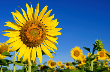 Close-up of beautiful blooming sunflowers.