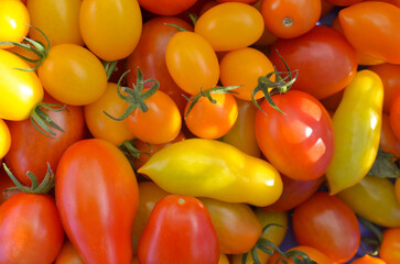Fresh a lot of tomatoes . Colorful vegetable. Cherry Tomatoes, Grape Tomatoes. 　ミニトマト