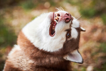 Siberian Husky dog portrait with brown eyes and brown white color, cute sled dog breed. Friendly...