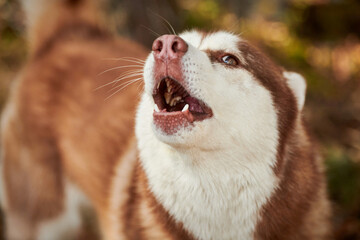 Siberian Husky dog portrait with brown eyes and brown white color, cute sled dog breed. Friendly husky dog portrait outdoor forest background, walking with beautiful adult pet, favorite breed of dog © TRAVELARIUM
