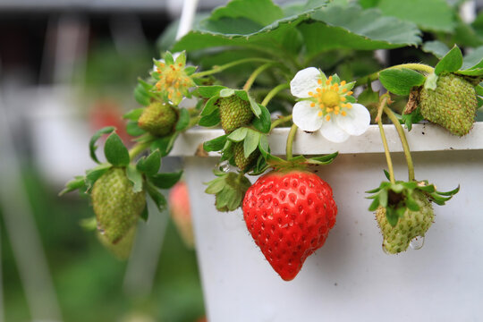 Close up shot of mature red strawburry in Dahu