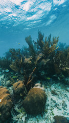 vertical underwater photo of fan coral and fish in the reef in mexico