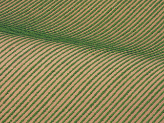 A spring hill that draws a gentle curve of ridges