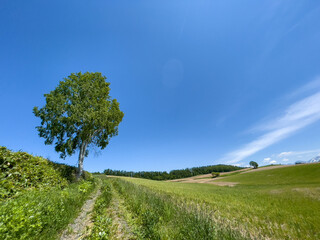 Obraz premium A road leading to a meadow and a single tree
